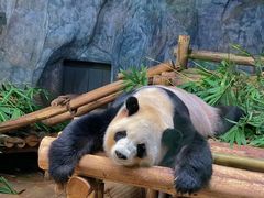 -深圳野生动物园