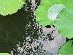 -厦门园林博览苑