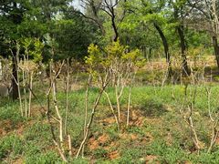 -北京西山国家森林公园