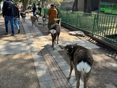 -奈良公园