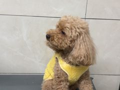 -半岛宠物医院24小时(白果林店)