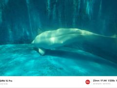 -海合安成都极地海洋公园