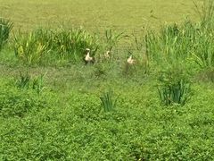 -溱湖国家湿地公园