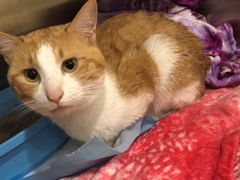 -艾贝尔宠物医院·24H转诊中心·肿瘤猫专科(江宁双龙店)