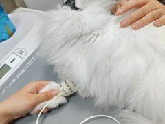 -宠物星动物医院·眼科·异宠·猫科(江南大道总院)