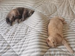 -北京观赏动物医院·24小时大型综合·猫专科·异宠专科