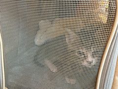 -瑞派申生动物医院·24H夜诊·国际动物医疗中心·骨外科(吴中路店)