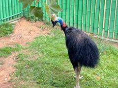 -西霞口神雕山野生动物世界