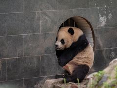 -中国大熊猫保护研究中心雅安碧峰峡基地