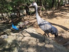 -燕塞湖鸟语林景区