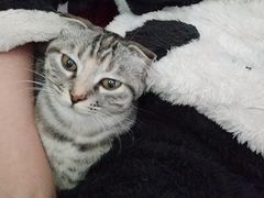 -瑞派名望志远动物医院·猫科·內科·异宠专科(直港大道店)