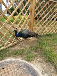 -萌宠亲子动物乐园(槐房万达店)