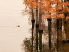 -白鹭湾湿地公园