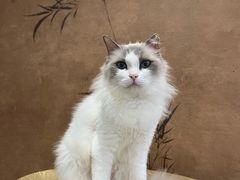 -楼上猫咖(罗湖店)