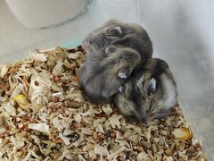 -怪兽屋·羊驼·猫咖·狗咖(俊华广场店)