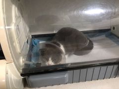 -西安京西宠物医院·瘫痪·疑难杂症