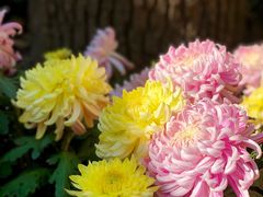 -上海共青森林公园