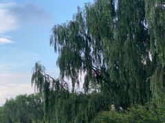 -长白岛森林公园