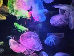 -太平洋海底世界