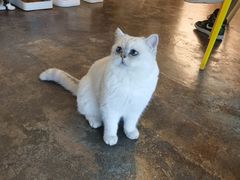 -喵屿·大理花园猫咖