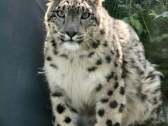 -青藏高原野生动物园