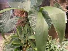 -野菌皇海景野生菌火锅(滨海大道店)