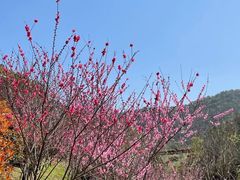 -桃花岭景区