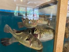 -天正河鲀·河豚亭(大连店)