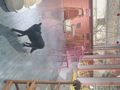 -喵屿·大理花园猫咖