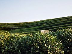 -龙坞茶村