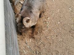 -费瑟代尔野生动物园