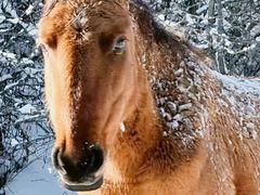 -太子岭滑雪场
