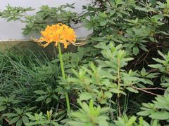 -杭州植物园