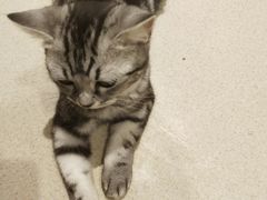 -藏猫猫咖啡主题馆(中央大道店)