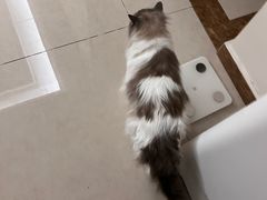 -四月宠物医院·猫专科·心脏专科·内科(转塘店)
