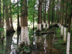 -桤木河湿地公园