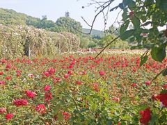 -龙寺生态园