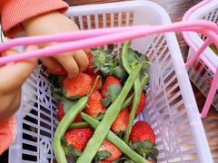 -武汉世外桃源农庄