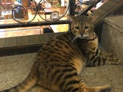 -more than meow吴止猫主题餐厅(承德 中船汇店)