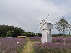 -北京东方普罗旺斯薰衣草庄园