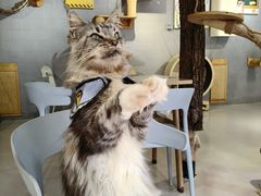 -豆逗聊愈猫阁Easy Life