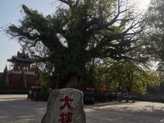 -大槐树寻根祭祖园