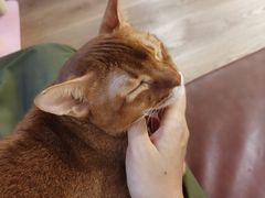 -MOCHA明星猫咖(田子坊店)