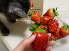 -甜心庄园·甜心草莓采摘园(西青中北店)