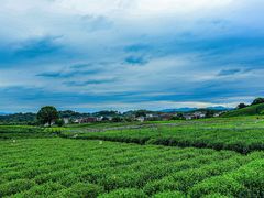 -龙坞茶村