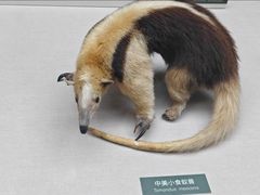 -国家自然博物馆