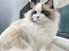 -伟伟宠物医院·CT影像中心·瑞派犬猫综合性门诊(汉口总院)