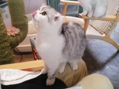 -喵屿·大理花园猫咖