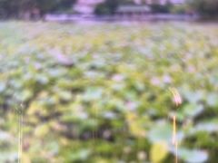 -荔湾湖公园