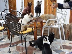 大堂-喵屿·大理花园猫咖